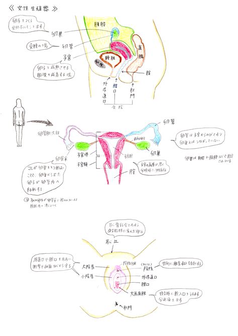 生殖器 女|女性生殖器の構造